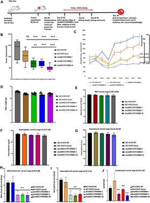 Destabilized 3’UTR elements therapeutically degrade ERBB2 mRNA in drug-resistant ERBB2+ cancer models